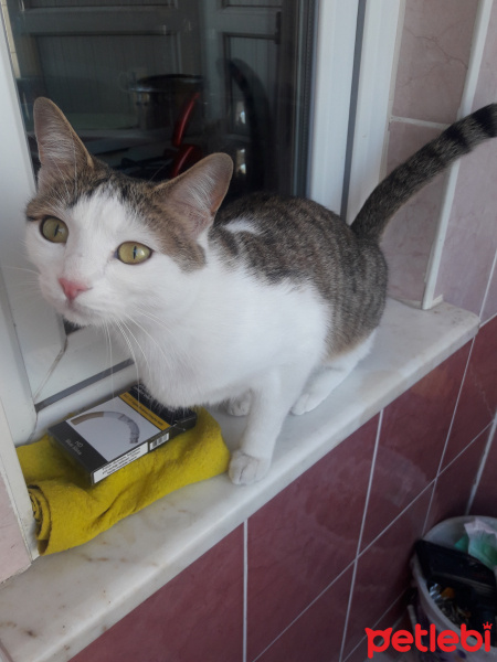 Tekir Kedi, Kedi  Mami fotoğrafı