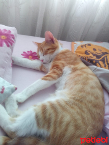 Tekir Kedi, Kedi  Limon fotoğrafı