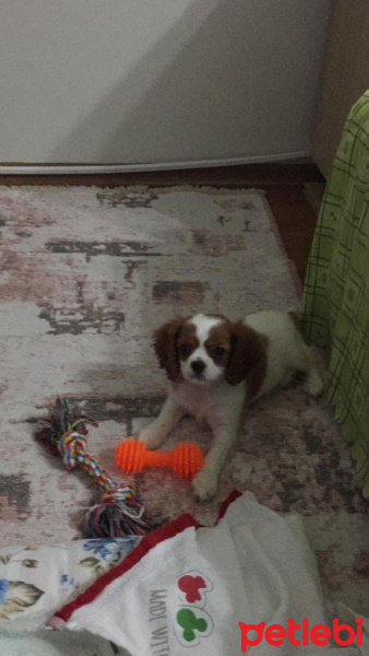 Cavalier King Charles Spanieli, Köpek  Cookie fotoğrafı