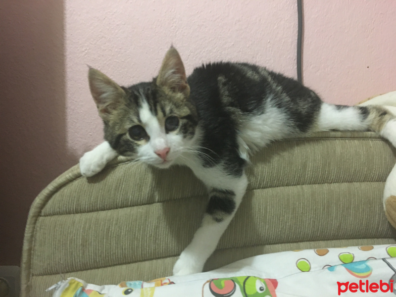 Tekir Kedi, Kedi  Paşa fotoğrafı