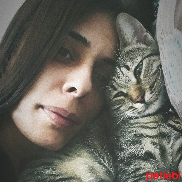 Tekir Kedi, Kedi  Sisi fotoğrafı