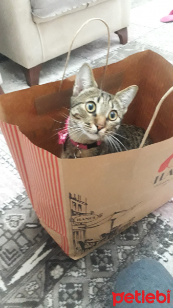 Tekir Kedi, Kedi  Sisi fotoğrafı