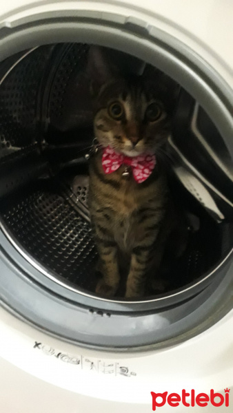 Tekir Kedi, Kedi  Sisi fotoğrafı