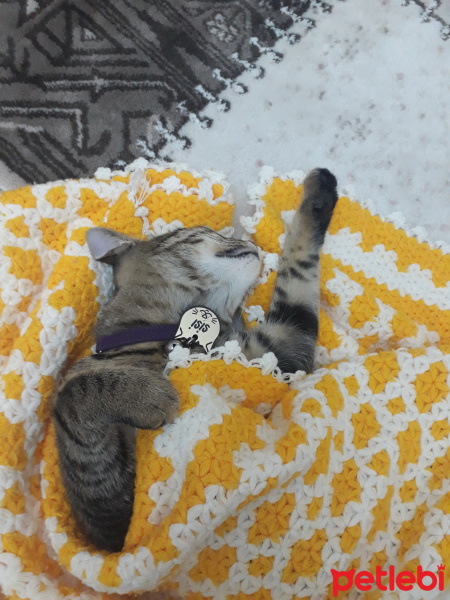 Tekir Kedi, Kedi  Sisi fotoğrafı