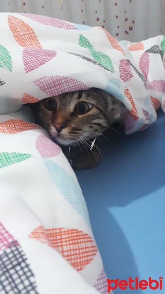 Tekir Kedi, Kedi  Sisi fotoğrafı