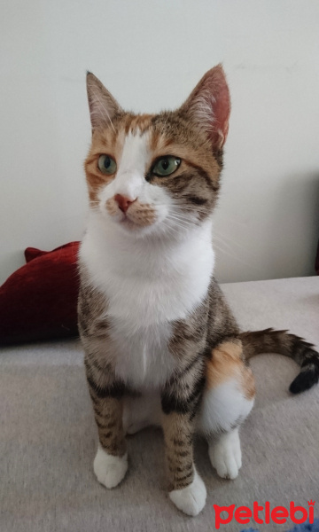 Ankara Kedisi, Kedi  Bubbles fotoğrafı