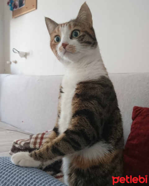 Ankara Kedisi, Kedi  Bubbles fotoğrafı