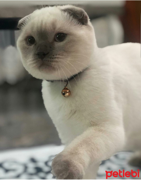 Scottish Fold, Kedi  MAŞA fotoğrafı
