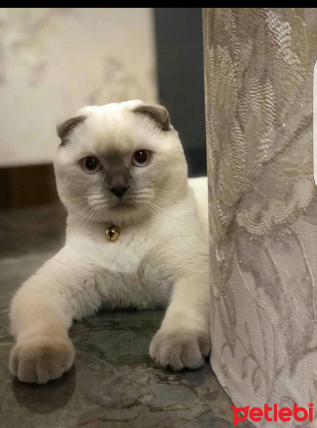 Scottish Fold, Kedi  MAŞA fotoğrafı