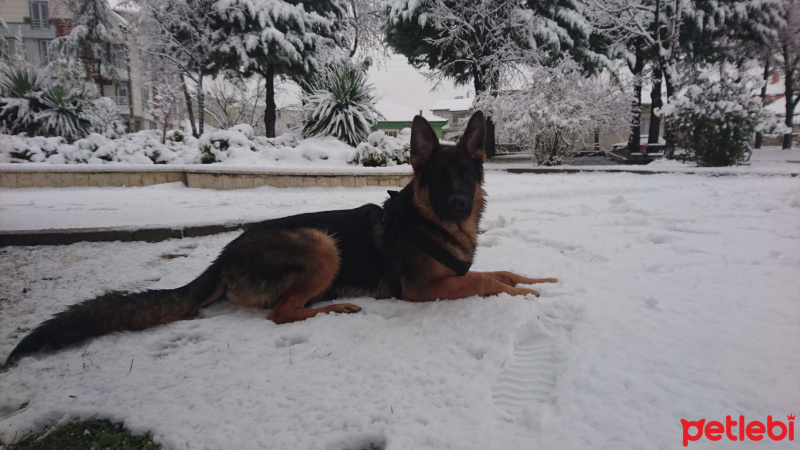 Alman Çoban Köpeği, Köpek  Şeref fotoğrafı