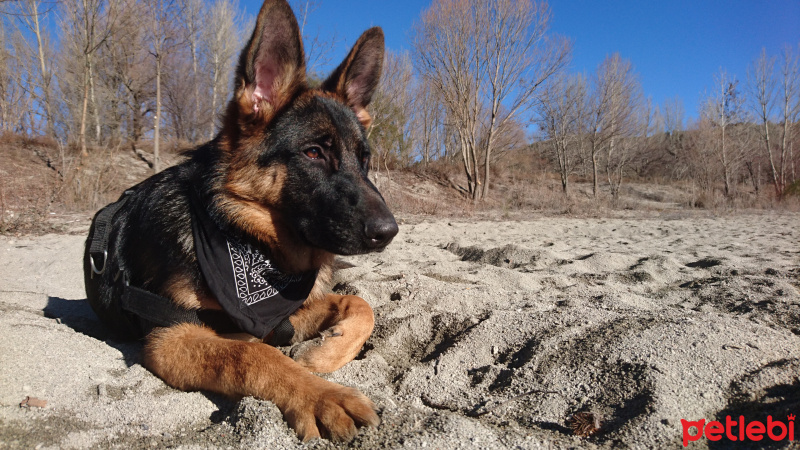 Alman Çoban Köpeği, Köpek  Şeref fotoğrafı