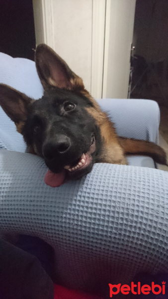 Alman Çoban Köpeği, Köpek  Şeref fotoğrafı