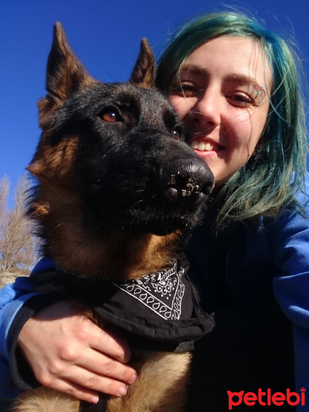 Alman Çoban Köpeği, Köpek  Şeref fotoğrafı