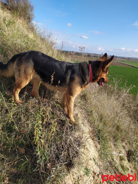 Alman Çoban Köpeği, Köpek  Shila fotoğrafı