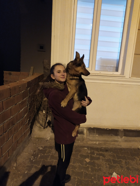 Alman Çoban Köpeği, Köpek  Shila fotoğrafı