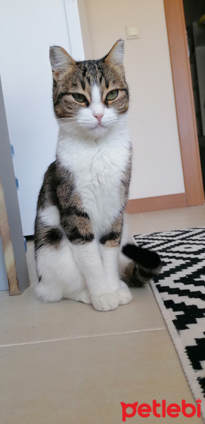 Tekir Kedi, Kedi  Şila fotoğrafı