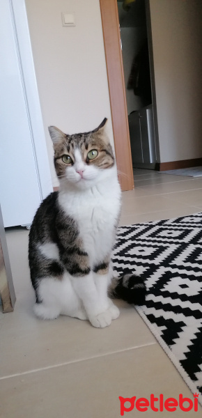 Tekir Kedi, Kedi  Şila fotoğrafı