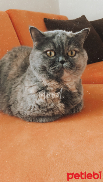 British Shorthair, Kedi  Maya fotoğrafı