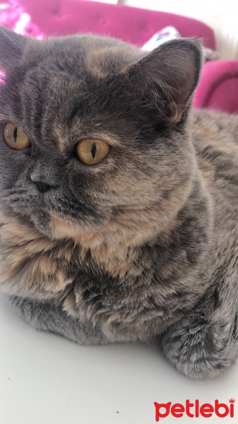 British Shorthair, Kedi  Maya fotoğrafı