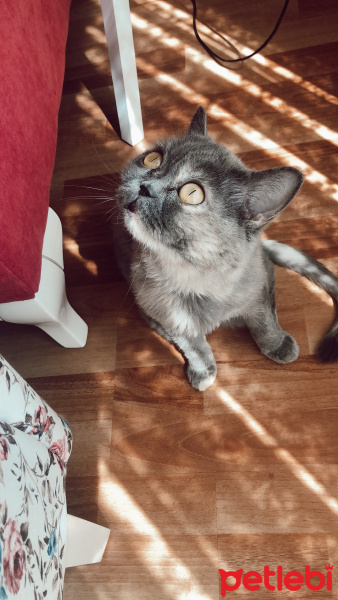 British Shorthair, Kedi  Maya fotoğrafı