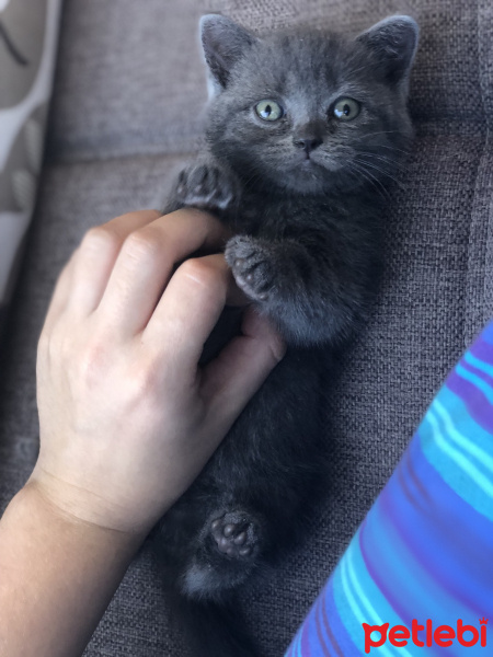 British Shorthair, Kedi  Lâra fotoğrafı