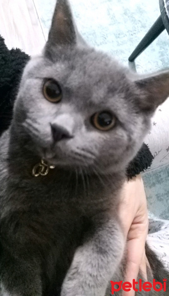 British Shorthair, Kedi  ARES fotoğrafı