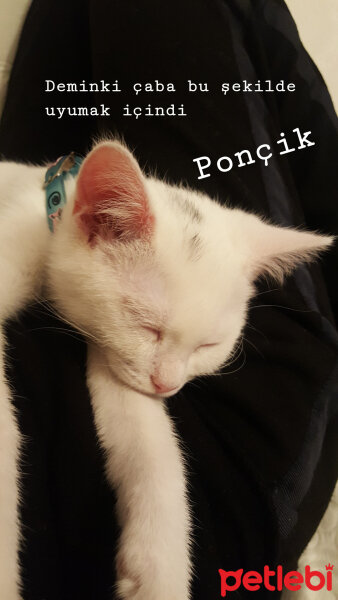 British Shorthair, Kedi  Poncik fotoğrafı