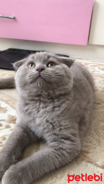 Scottish Fold, Kedi  Casper fotoğrafı