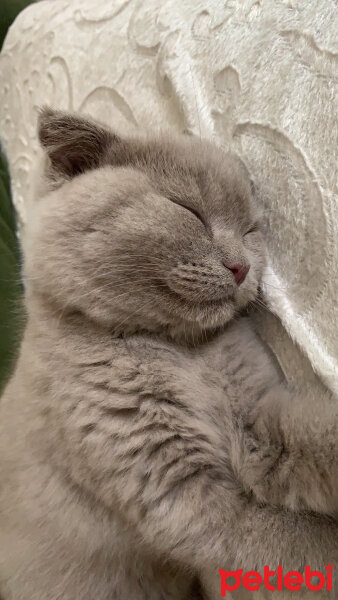 Scottish Fold, Kedi  Casper fotoğrafı