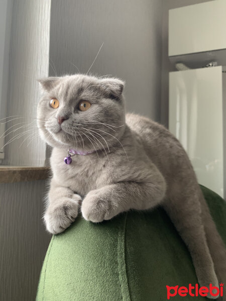 Scottish Fold, Kedi  Casper fotoğrafı