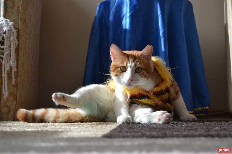 Tekir Kedi, Kedi  Şaban fotoğrafı