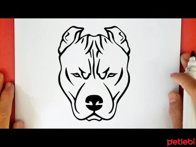 Amerikan Pitbull Terrier, Köpek  Pitpull fotoğrafı