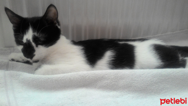 Tekir Kedi, Kedi  Merlin fotoğrafı
