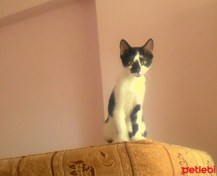 Tekir Kedi, Kedi  Merlin fotoğrafı