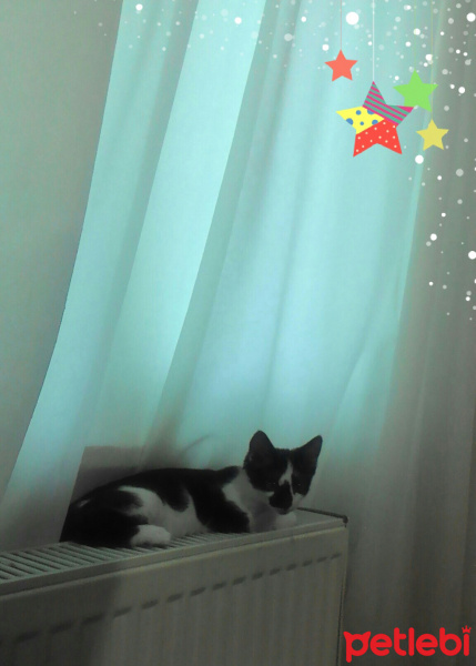 Tekir Kedi, Kedi  Merlin fotoğrafı