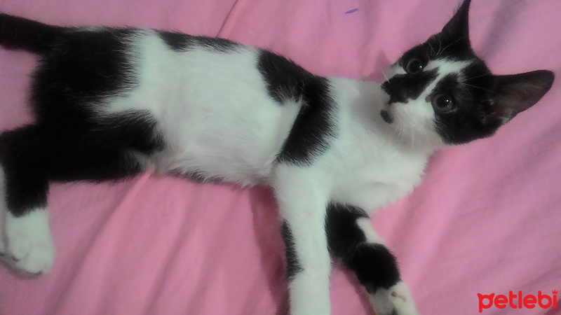 Tekir Kedi, Kedi  Merlin fotoğrafı