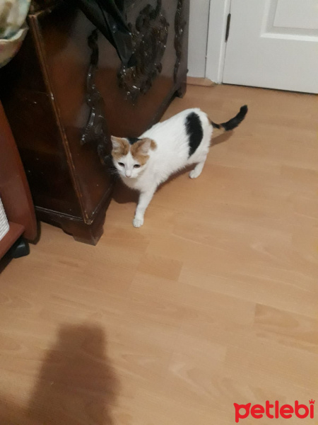 Soke, Kedi  KaroKız fotoğrafı