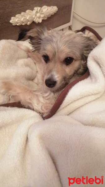 Yorkshire Terrier, Köpek  Zeytin fotoğrafı