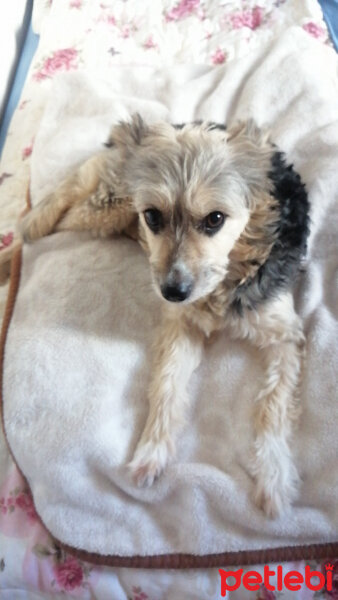 Yorkshire Terrier, Köpek  Zeytin fotoğrafı