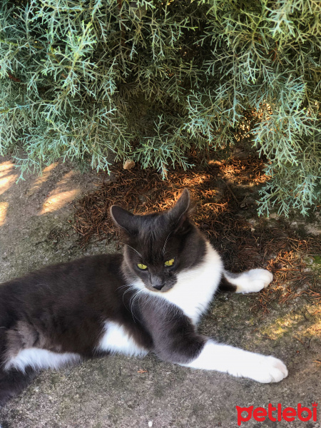 Nebelung, Kedi  Yeto fotoğrafı