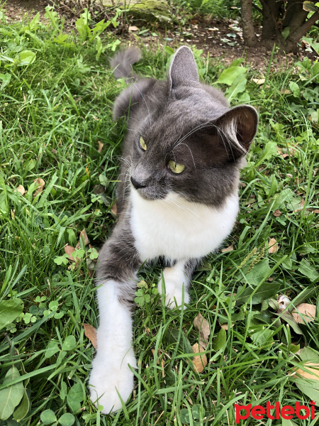 Nebelung, Kedi  Yeto fotoğrafı