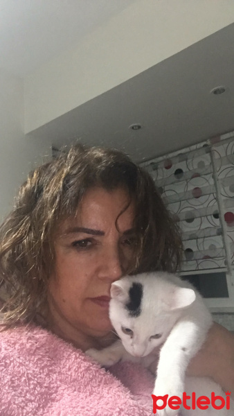 Tekir Kedi, Kedi  Köpük fotoğrafı