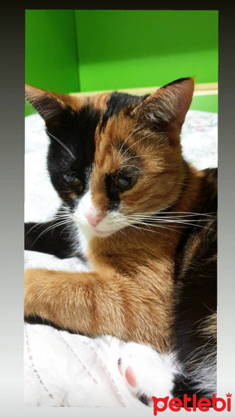 Soke, Kedi  Pıtırcık fotoğrafı