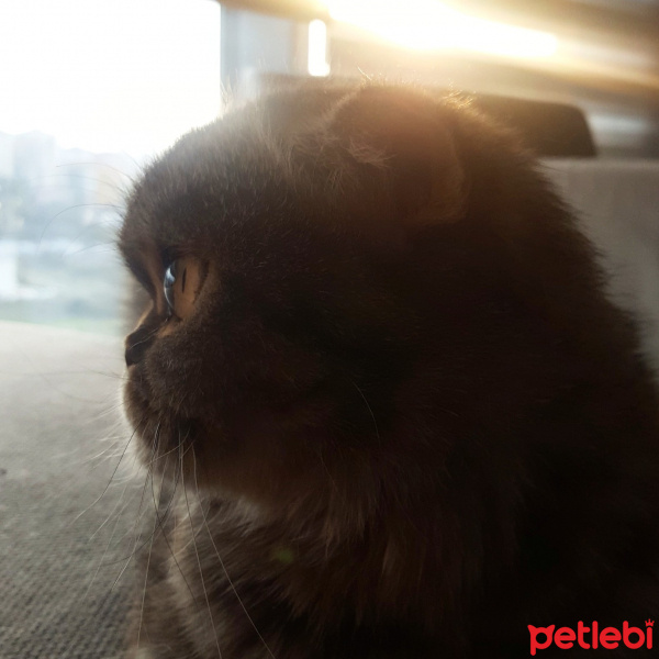 Scottish Fold, Kedi  Asos fotoğrafı