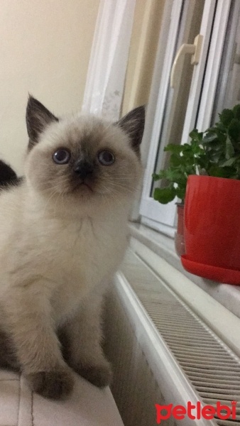 Scottish Fold, Kedi  Asos fotoğrafı