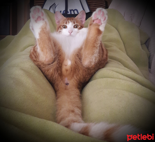 Tekir Kedi, Kedi  Rıdvan fotoğrafı