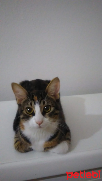 Tekir Kedi, Kedi  Barones fotoğrafı