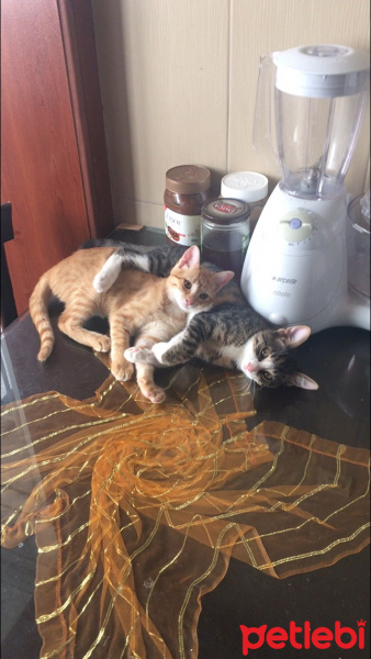 Tekir Kedi, Kedi  Barones fotoğrafı