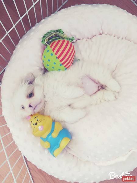 Pekingese, Köpek  Pushi fotoğrafı