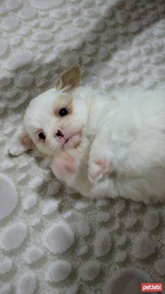 Pekingese, Köpek  Pushi fotoğrafı
